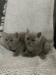 Britská modrá krátkosrstá kočka - koťata s PP - 8