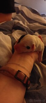 Štěňata Jack Russell teriér - 8