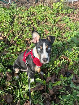 Štěně do dobrého domova - 8