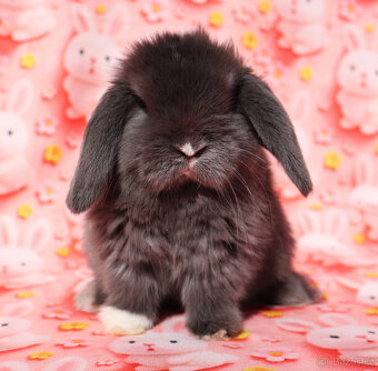 Zakrslí beránci NHD . - 8