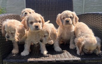 Americky Kokerspaniel-steniatka - 8