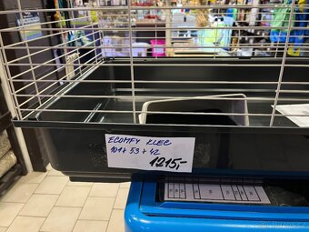 Morče rozetka nar. 4.3.2026 samička - 8