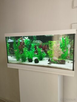 Prodám hromadu akvarijních kytek - 8