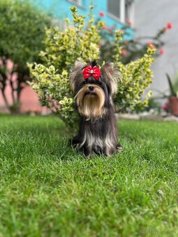 Yorkshire terrier, york - 8