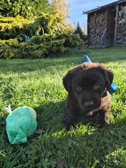 štěně labrador a hnědá fena IHNED - 8