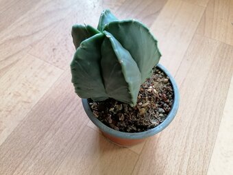 Krásný beztrnný kaktus Astrophytum Myriostigma Nudum - 8
