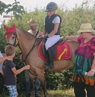 PRODÁM, NEBO PRONAJMU LUXUSNÍ SPORTOVNÍ PONY 147 CM.. - 8