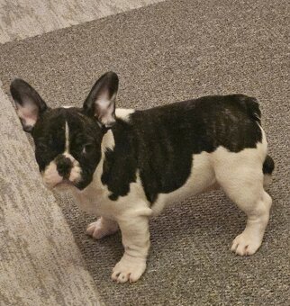 Francouzský buldoček - 8