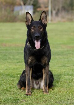 Německý ovčák štěňátka - 8