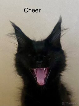 Mainská mývalí s PP - 8