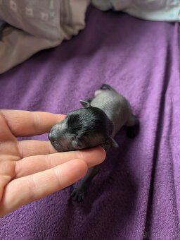 Mexický naháč mini štěňata čistokrevný pes - 8