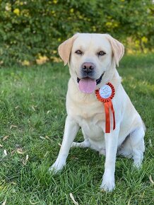 Labradorský Retriever ke krytí - 8