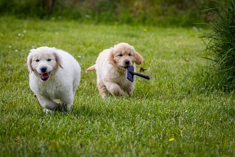 Golden retriever Zlaty retriever šteniatka s pp - 8