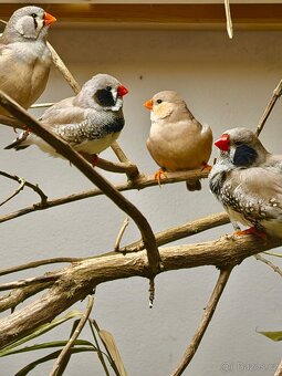 Výstavní zebřičky - 8