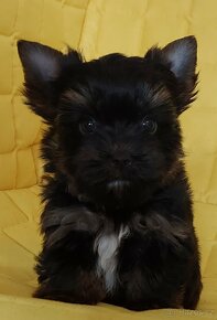 Yorkshire terrier (biewer carrier) - 8