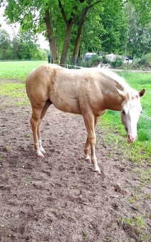 Prodám hřebce plemene Paint Horse - 8
