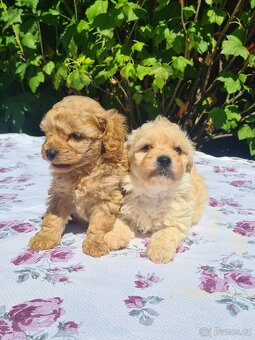 Maltipoo - 8