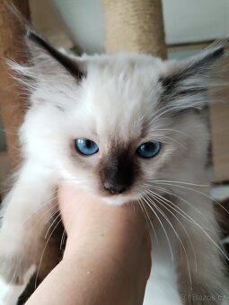 Koťátka s PP Ragdoll - 8