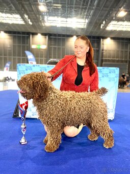 Španělský vodní pes - Perro De Agua Español - s PP - 8
