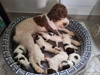 Lagotto romagnolo s PP (italský vodní pes) - 8