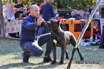 Cane corso - 8