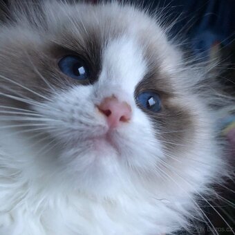 Ragdoll koťátka s PP - 8