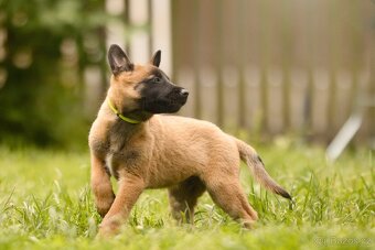 Belgický ovčák Malinois s PP - 8