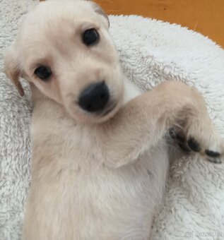 Štěňata labradora kříženci - 8