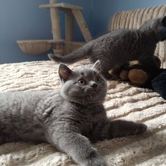 Britská koťata - 8