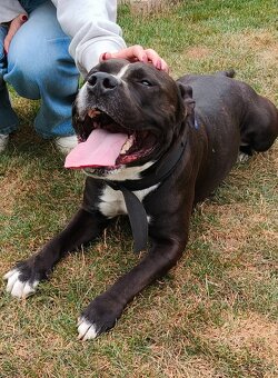 Americký stafordšírský teriér - 8