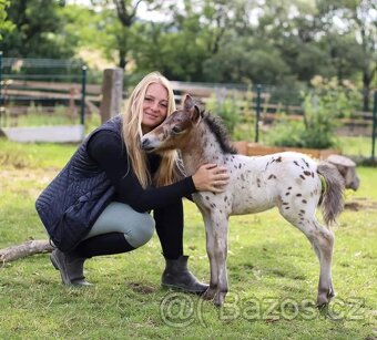 Připouštění Minihorse/minipony - 8