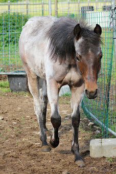 AQH Bay Roan roční hřebeček - 8
