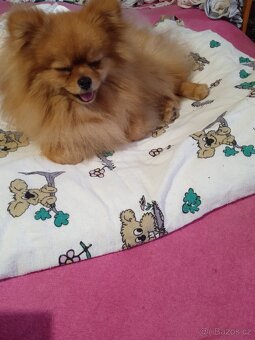 POMERANIAN - 8