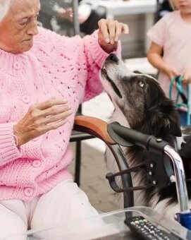 Border kolie s PP štěňata - 8