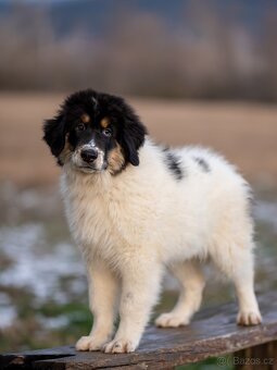 Šteniatko tornjaka s PP - 8