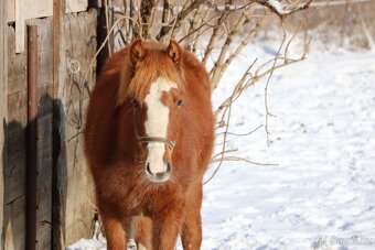 Krásná klisnička WPBR Pony B do sportu - 8