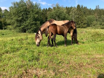 Nabízím hřebečka Lusitano - 8