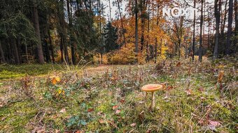 Prodej pozemek Lesy, 13718㎡ - 8