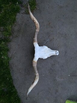 Unikátní lebka JAKA – rozpětí rohů 138 cm – masivní dekorace - 8