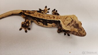 Pagekon řasnatý, correlophus cilliatus, ciliát - 8