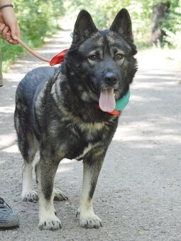 🐾 SIMBAD – energický hrdina s velkým srdcem - 8