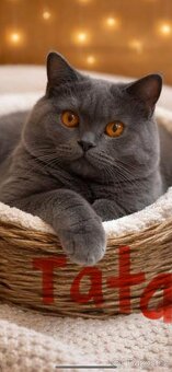 Britští koťátka - 8