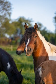 Huculská klisna, hucul, homozygotní Tobiano, pony, malý kůň - 8