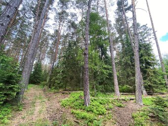 Lesní pozemek a ostatní plocha Lštění nad Zubřinou - 8