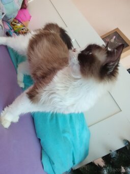 Ragdoll kočička bez pp - 8
