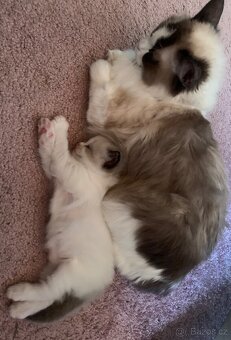 ❤️❤️Nádherná kočička Ragdoll s PP - 8