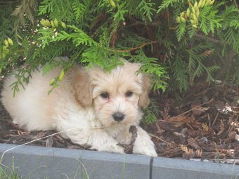 Maltipoo štěňátka - 8