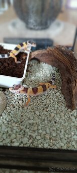 Gekončík noční (Eublepharis macularius) - 8