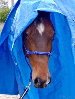 Klisna / Klusák / 7let / Prodej - 8