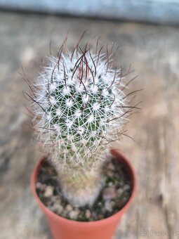 Sukulenty a kaktusy - 8